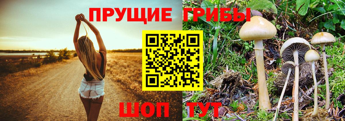 Шатура  купить закладку  Вход с VPN  Псилоцибиновые грибы мухоморы 