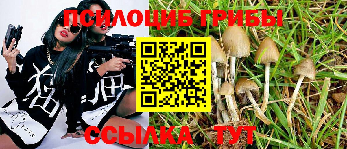 Псилоцибиновые грибы Psilocybe Шатура